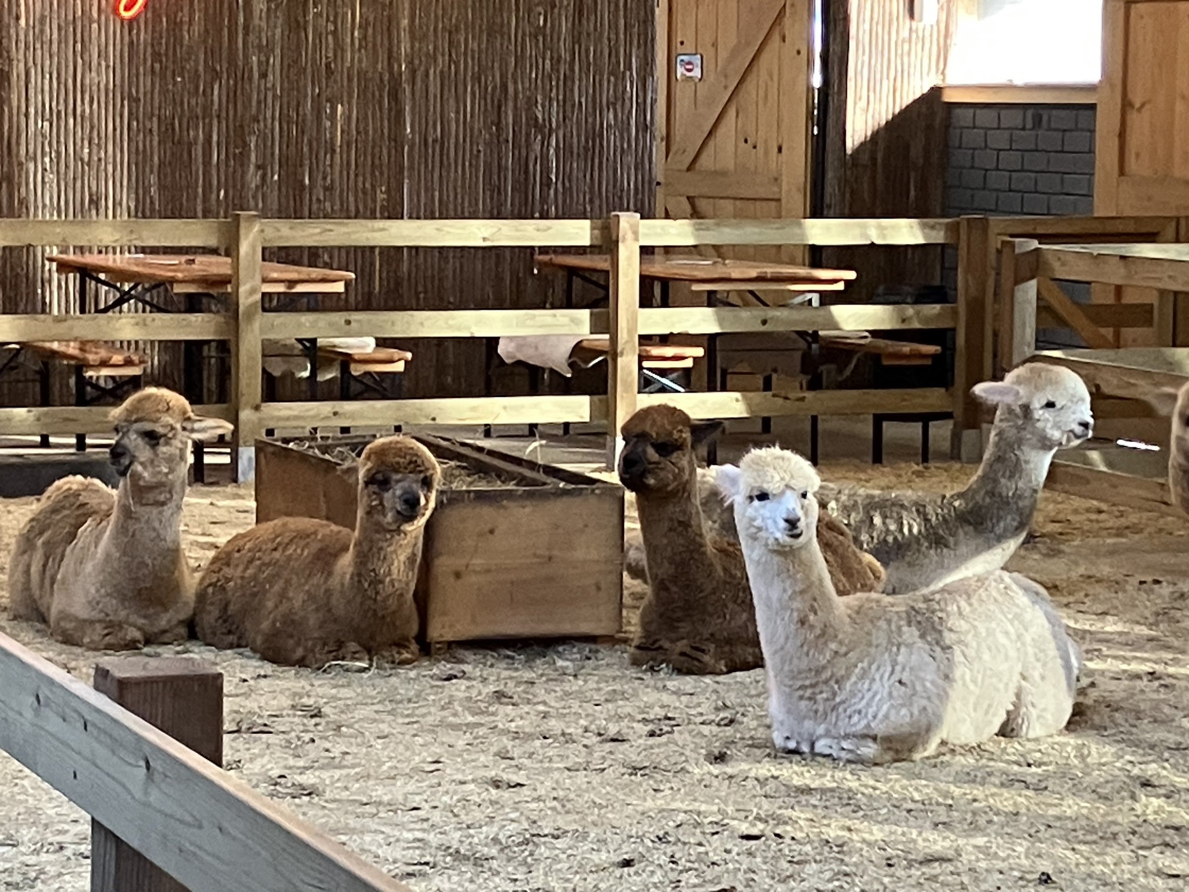 Alpacafarm Vorstenbosch - Alpaca boerderij